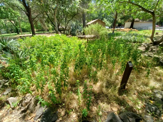 Before clean up - garden invaded by Spurge. photos by Paula Pashby
