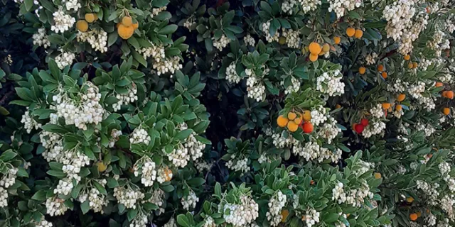 Arbutus unedo (madrone)