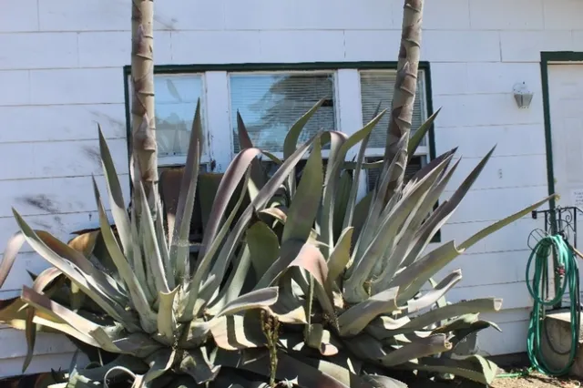 Small Agave Stalk from Smaller Pup