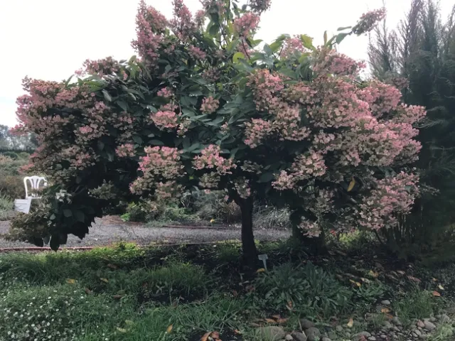 Hydrangea tree