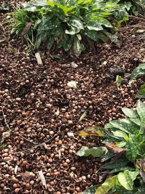 Hazelnut mulch