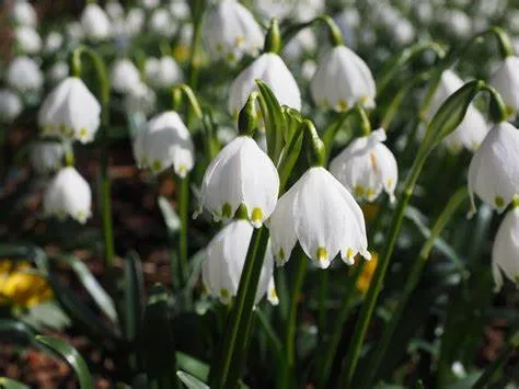Snowflake - leucojum, public domain