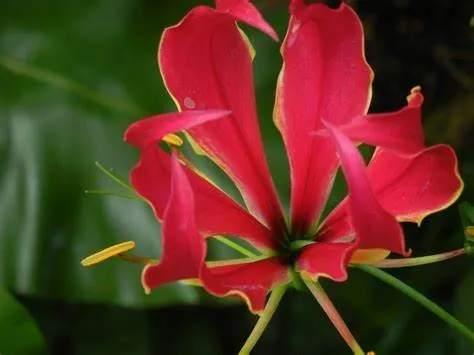 Gloriosa lily, public domain