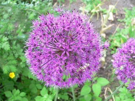 Purple allium, public domain