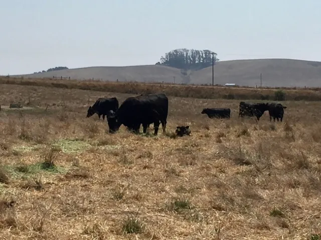 Black cows and calves graze dry vegetation.