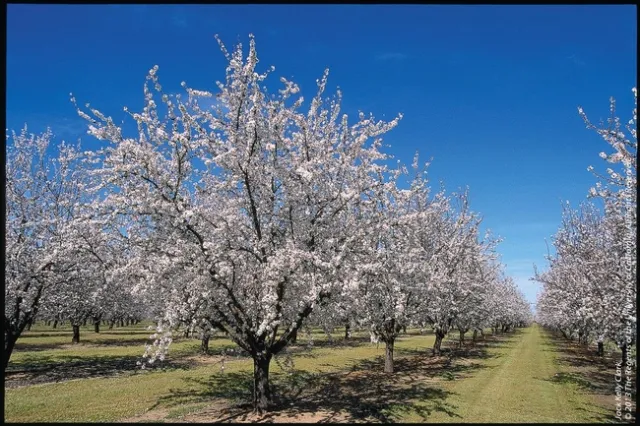 Almond orchard in bloom