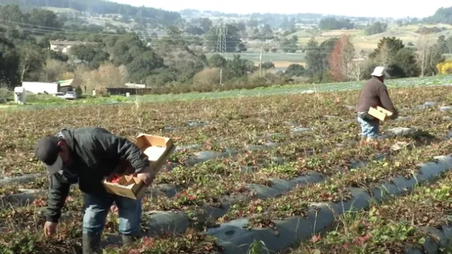 Farmworkers Strawberry Field