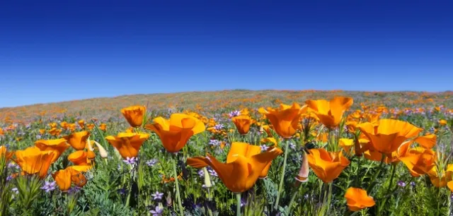 Field of Calif. poppy flowers