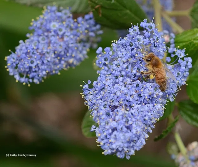 Honeybee on purple lilac
