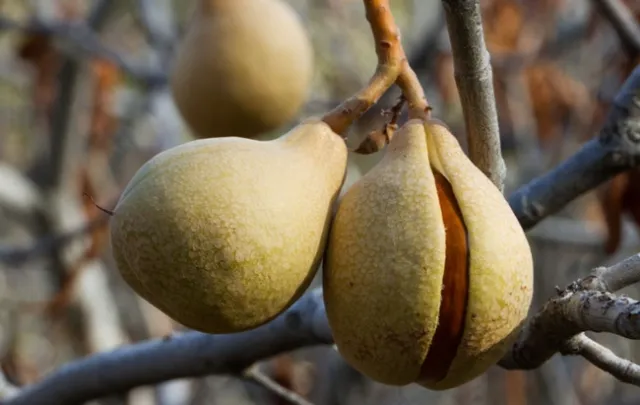 Aesculus californica CA Buckeye Tree Seed Pods