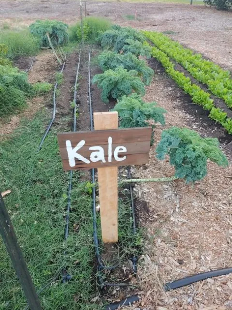 Veggies in the Garden