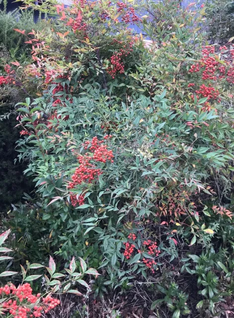 Heavenly bamboo. photos by Karen Metz