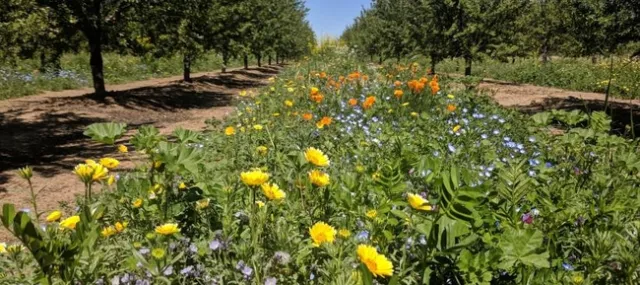 Yellow, blue and orange flowers growing alongside of fruit trees.