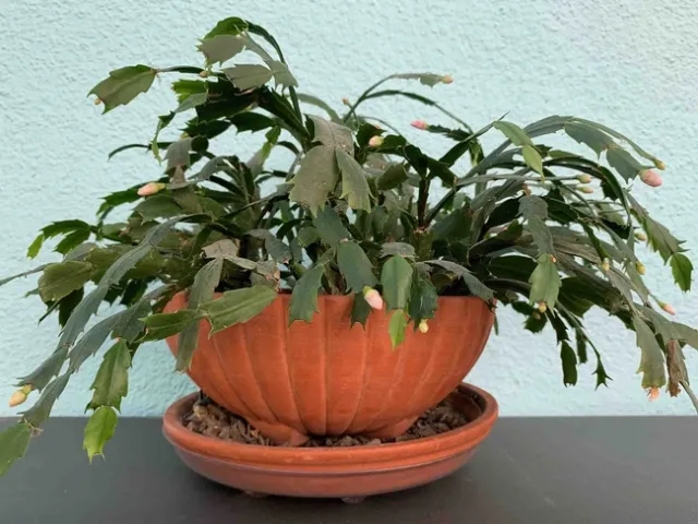 Yellow Thanksgiving cactus, starting to bud (Schlumbergera truncata), Laura Kling