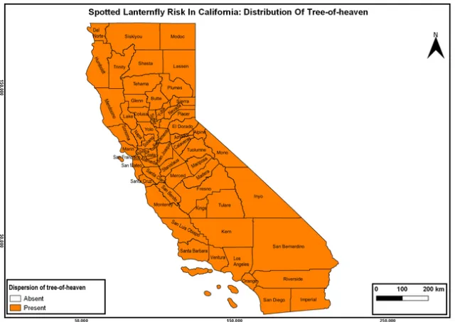 Distribution-Tree-of-heaven
