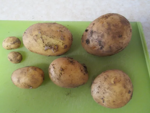 November harvested potatoes.