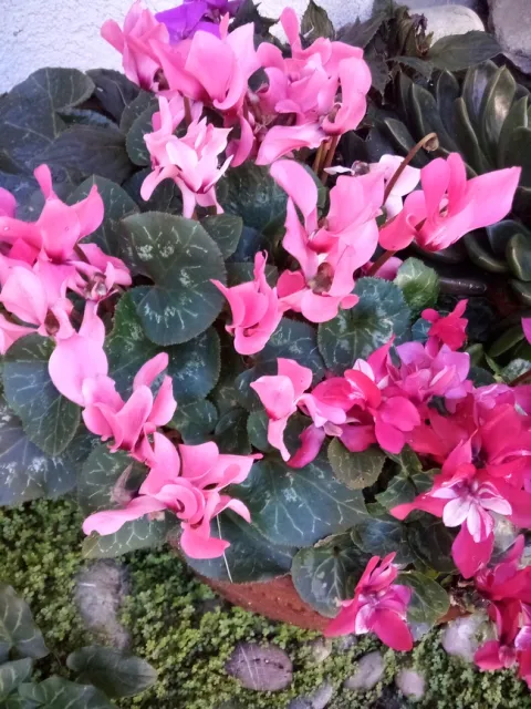 Photo by Deborah Pacheco