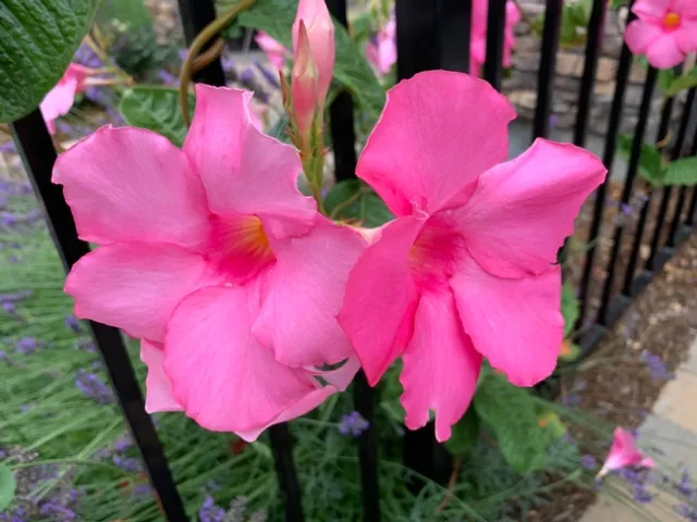 Photo by Deborah Pacheco