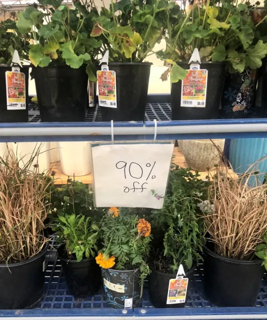 Photo by Ardis Neilsen