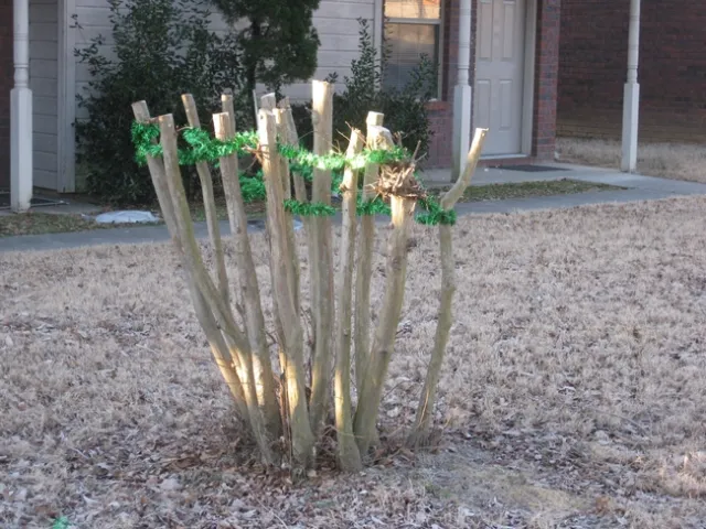 Many branches of a crape myrtle chopped back to 2 feet high and decorated with a garland.