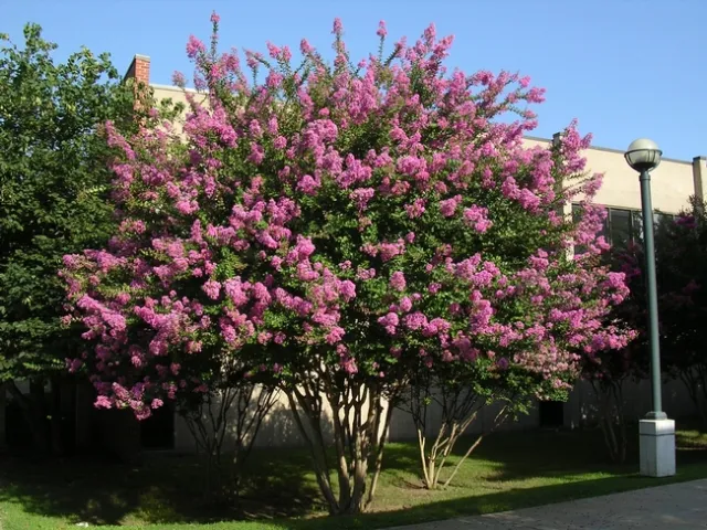 A pink crape myrtle with a pleasant vase shape form.