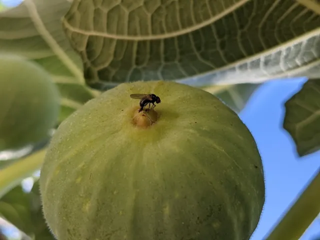 A black fig fly laying eggs inside a green fig.