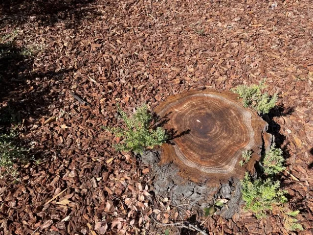 photos by Brenda Altman