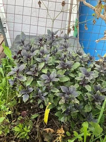 photo by Tina Saravia