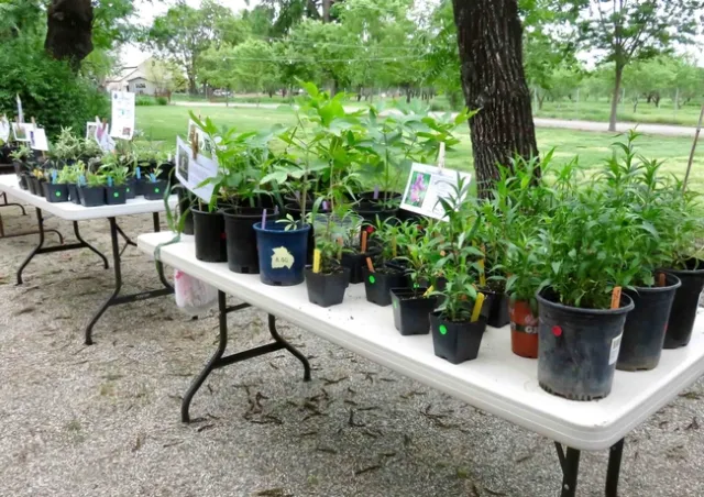Plant sale, Laura Kling