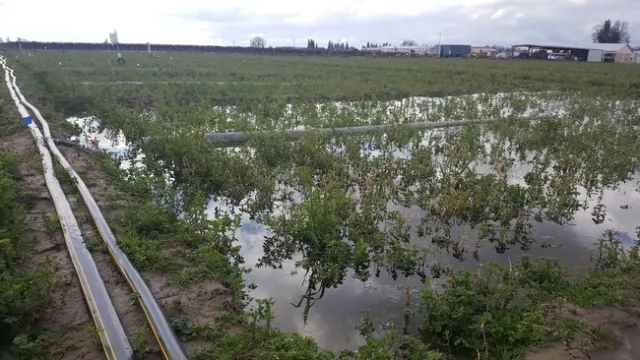 Alfala shown in standing water