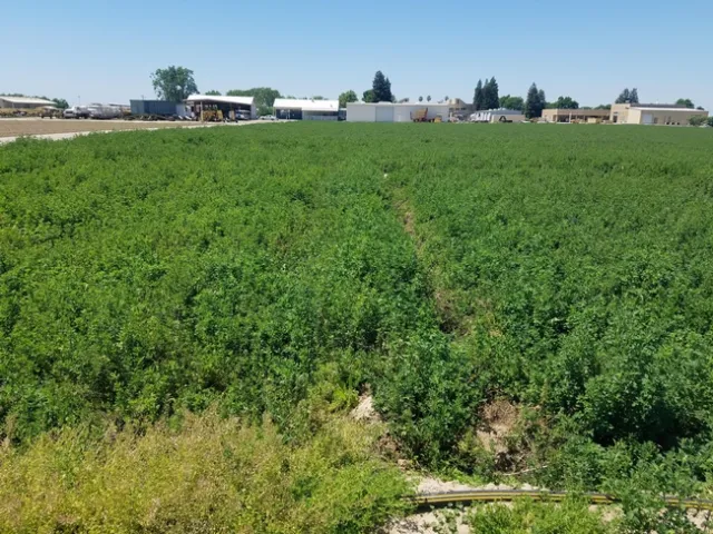 Healthy-looking green alfalfa field.