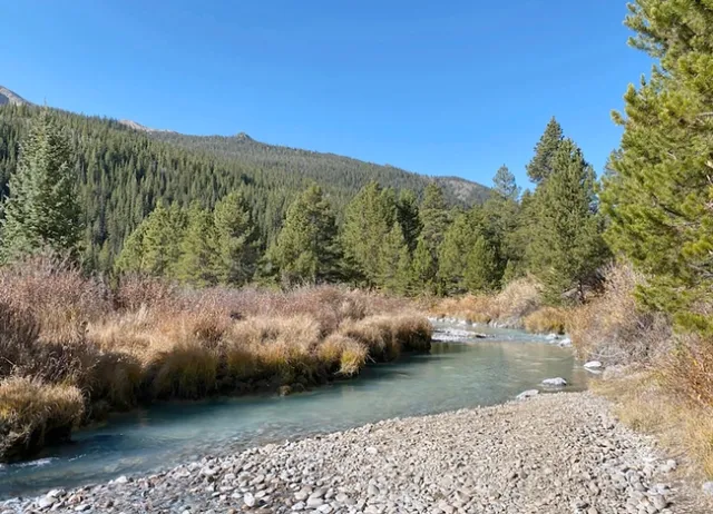 A blue-green stream wends through evergreen trees. Stones are visible under the water.
