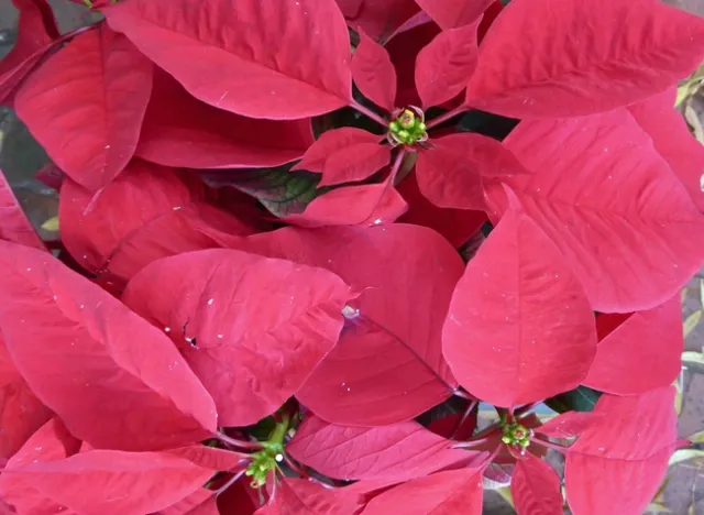 Poinsettia, J.C. Lawrence