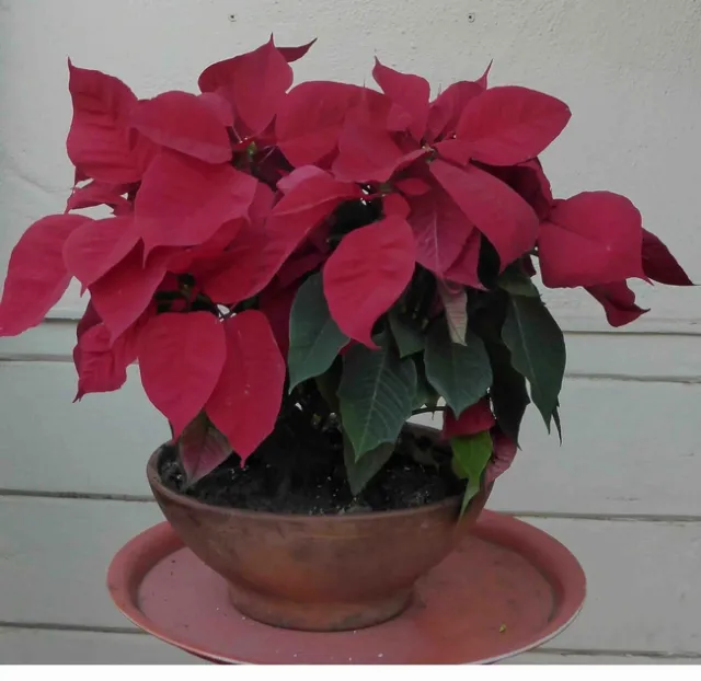 Poinsettia, J.C. Lawrence
