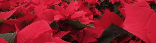 Poinsettia, Laura Lukes