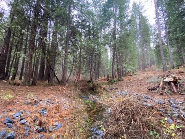 riparian area with fuels treatment