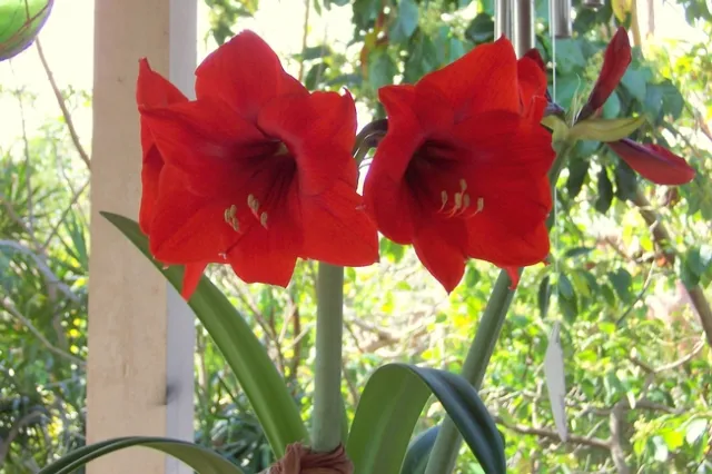 Amaryllis plant