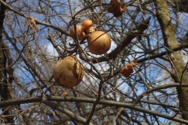 Oak Galls in Bidwell Park, J.C. Lawrence