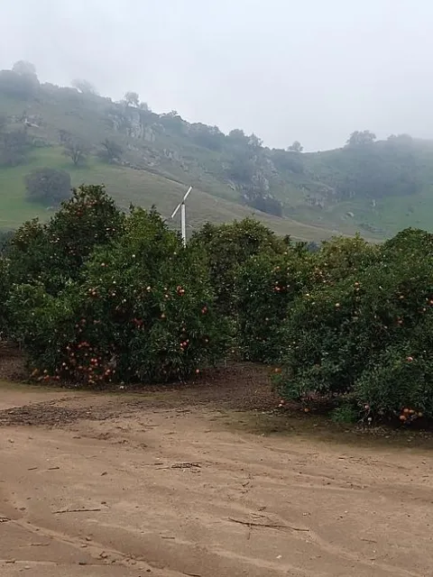 Lindcove orchard in full color