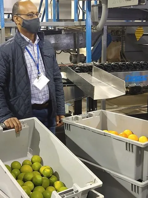 Ashraf shows us how the packline sorts fruit by color