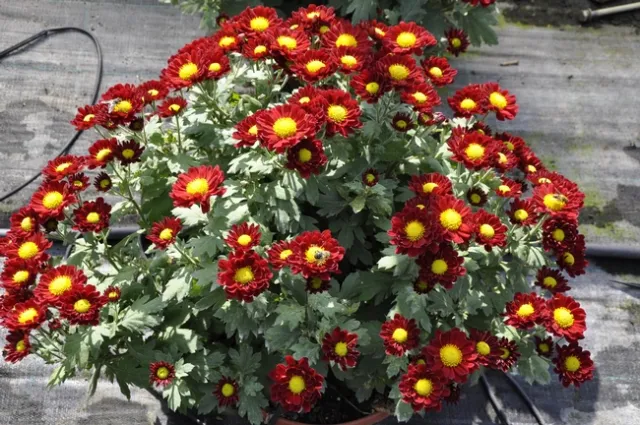 Mum plants, <i>Chrysanthemum</i> sp., have toxic parts above ground.