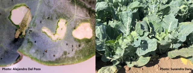 DBM damage-broccoli and cauliflower