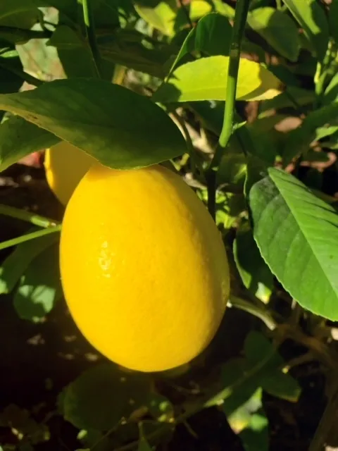 photos by Launa Herrmann