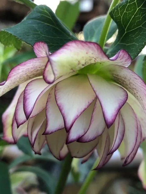 Hellebore photo by Torie Kury