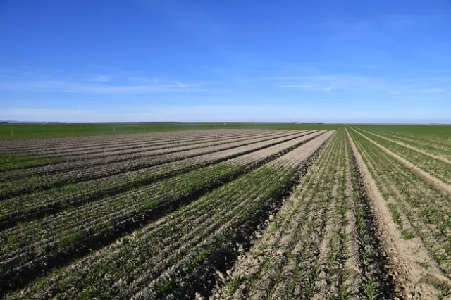 Rows of cover crop starts dot the soil beds in the foreground. Bare soil shows where there is no cover crop.