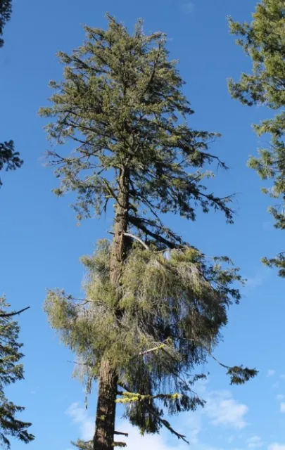 A. douglasii Crown Damage. Source: Terry Henkel