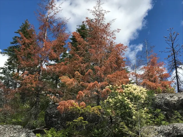 Douglas Fir Engraver Beetle or Douglas Fir Pole Beetle Crown Damage. Source: WA State Dept of Natural Resources