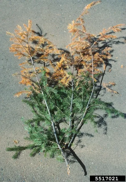 Phomopsis lokoyae Branch Damage. Source: Donald Owen, California Department of Forestry and Fire Protection, Bugwood.org