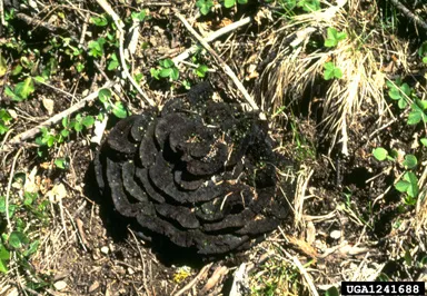 Phaeolus schweinitizii Old Fruiting Body. Source: James W. Byler, USDA Forest Service, Bugwood.org
