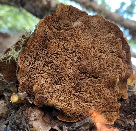 Porodaedalea pini Fruiting Body Underside. Source: Terry Henkel